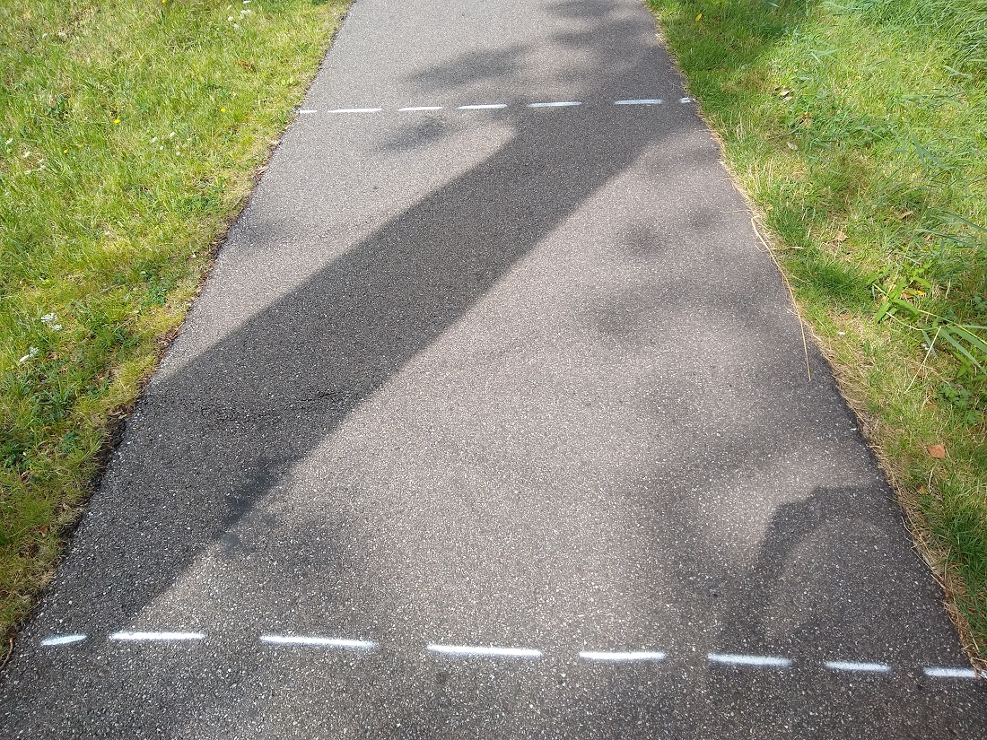 Tree root on cycleway